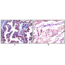 Tripartite Motif-Containing Protein 5 (Trim5 alpha) Antibody