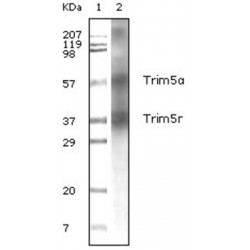 Tripartite Motif-Containing Protein 5 (Trim5 alpha) Antibody