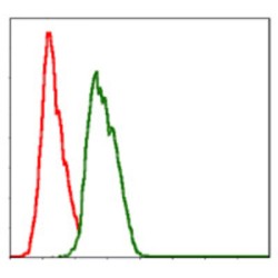 Neural Precursor Cell Expressed, Developmentally Down-Regulated 8 (NEDD8) Antibody