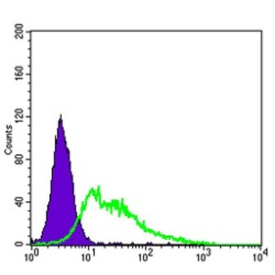 Kinase Insert Domain Receptor (KDR) Antibody