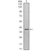 Western blot analysis using WDR5 antibody against Hela (1) cell lysate.