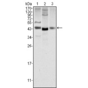 Western blot analysis using WNT1 antibody against NIH/3T3 (1), 3T3L1 (2) and Hela (3) cell lysate.