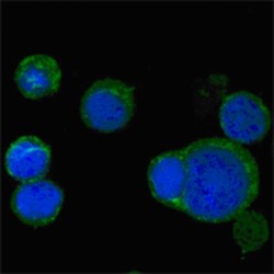 Protein Wnt-5a (WNT5A) Antibody