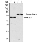 Western blot analysis using IgG antibody (lane 1, 2) and Albumin antibody (lane 3, 4) against human serum (lane 1, 3) and plasma (lane 2, 4).