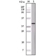 Western blot analysis using OVA antibody against OVA protein.