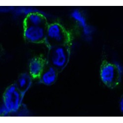 EPH Receptor A4 (EPHB4) Antibody
