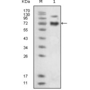 Western blot analysis using EphB4 antibody against extracellular domain of human EphB4 (aa16-539).