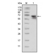 Western blot analysis using TrkA antibody against extracellular domain of human TrkA (aa33-423).