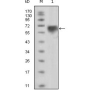 Western blot analysis using TYRO3 antibody against extracellular domain of human TYRO3 (aa41-429).