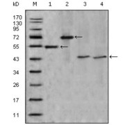 abx015720