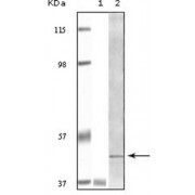 Western blot analysis using BLK antibody against truncated BLK recombinant protein Raji cell lysate.