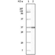 Western blot analysis using BLK antibody against truncated BLK recombinant protein.