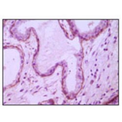 Neprilysin / NEP (MME) Antibody