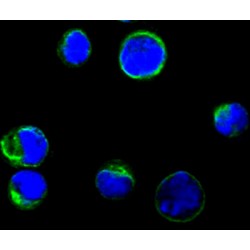 T-lymphocyte activation antigen CD80 / B7-1 (CD80) Antibody