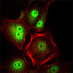 Cyclin-Dependent Kinase 1 (CDK1) Antibody