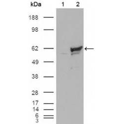 Serine/threonine-Protein Kinase Chk1 (CHK1) Antibody