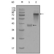 Western blot analysis using KRT19 antibody against truncated KRT19-His recombinant protein (1) and full-length KRT19 (aa1-400) -hIgGFc transfected CHO-K1 cell lysate (2).