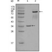 Western blot analysis using EphA7 antibody against truncated GST-EphA7 recombinant protein (1) and truncated EphA7 (aa25-556) -hIgGFc transfected CHOK1 cell lysate (2).