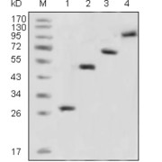 Western blot analysis using GFP antibody against recombinant GFP fusion protein (1) and various recombinant fusion protein with GFP tag (2, 3, 4).