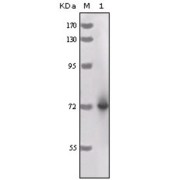 Western blot analysis using HRP antibody against full-length HRP recombinant protein.
