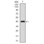Western blot analysis using ABCC4 antibody against human ABCC4 recombinant protein. (Expected MW is 32.4 kDa).