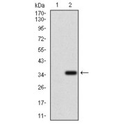 Western blot analysis using ABCC4 antibody against human ABCC4 recombinant protein. (Expected MW is 32.4 kDa).