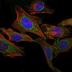 Broad Substrate Specificity ATP-Binding Cassette Transporter ABCG2 (ABCG2) Antibody