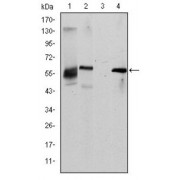 Western blot analysis using ABCG2 antibody against HepG2 (1), Cos7 (2), Jurkat (3) and NIH/3T3 (4) cell lysate.