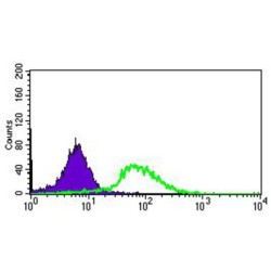 ATP Binding Cassette Subfamily G Member 5 (ABCG5) Antibody