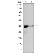 Western blot analysis of (1) HeLa, and (2) Cos7 cell lysates.