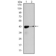 Western blot analysis of (1) HeLa, and (2) Cos7 cell lysates.