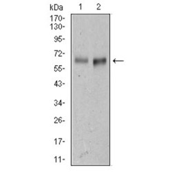 Activated Leukocyte Cell Adhesion Molecule / CD166 (ALCAM) Antibody