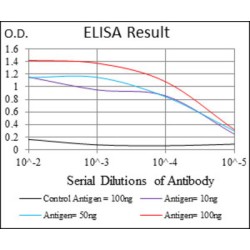 Activated Leukocyte Cell Adhesion Molecule / CD166 (ALCAM) Antibody