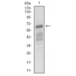 Activated Leukocyte Cell Adhesion Molecule / CD166 (ALCAM) Antibody