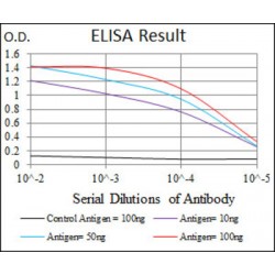 Activated Leukocyte Cell Adhesion Molecule / CD166 (ALCAM) Antibody