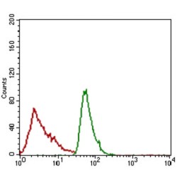 Activated Leukocyte Cell Adhesion Molecule / CD166 (ALCAM) Antibody