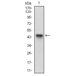 Activated Leukocyte Cell Adhesion Molecule / CD166 (ALCAM) Antibody