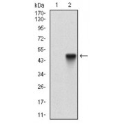 Western blot analysis using ALCAM antibody against Human ALCAM recombinant protein. (Expected MW is 44.9 kDa).