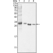 Western blot analysis using BCL10 antibody against NIH/3T3 (1), Hela (2), MCF-7 (3) and Jurkat (4) cell lysate.