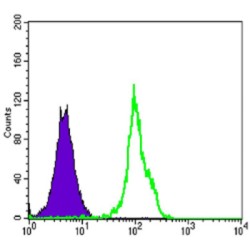 Tyrosine-Protein Kinase BLK (BLK) Antibody