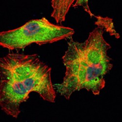 Tyrosine-Protein Kinase BLK (BLK) Antibody