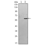 Western blot analysis using BLK antibody against HEK293 (1) and BLK (AA: 2-200) -hIgGFc transfected HEK293 (2) cell lysate.