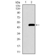 Western blot analysis using BMPR1A antibody against human BMPR1A recombinant protein. (Expected MW is 48.1 kDa).