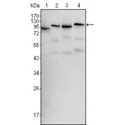 Western blot analysis using BRAF antibody against Hela (1), HL60 (2), HepG2 (3) and NIH/3T3 (4) cell lysate.