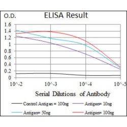 C17ORF53 Antibody