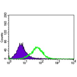 C17ORF53 Antibody