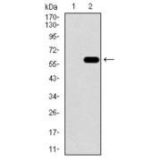 Western blot analysis using C17ORF53 antibody against human C17ORF53 recombinant protein. (Expected MW is 51.9 kDa).