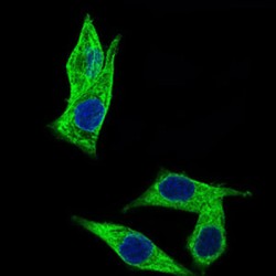 C17ORF53 Antibody