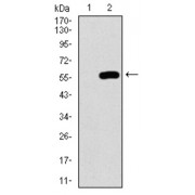 Western blot analysis using C17ORF53 antibody against human C17ORF53 recombinant protein. (Expected MW is 51.9 kDa).