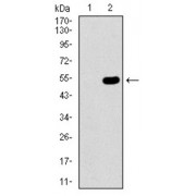 Western blot analysis using CBX8 antibody against human CBX8 recombinant protein. (Expected MW is 49.5 kDa).